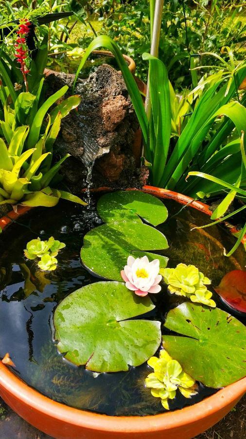 Rochas Shared Apart Garden Refuge فونشال المظهر الخارجي الصورة